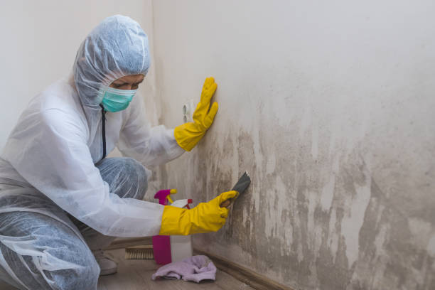 Reliable Roscoe, TX Mold Removal Solutions